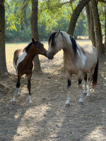 Vente de cheval : Qashmir La Fantasia
